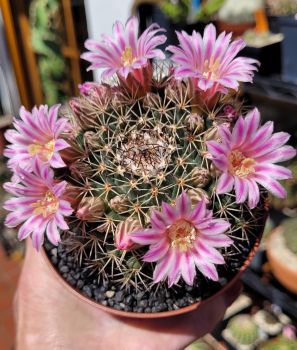 Mammillaria melanocentra (Euthele)